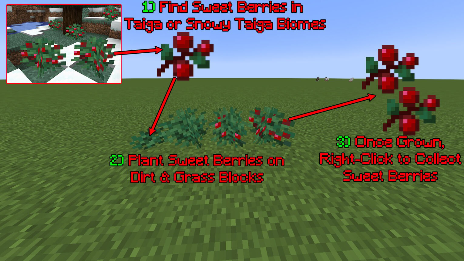 Minecraft How to Grow Sweet Berries