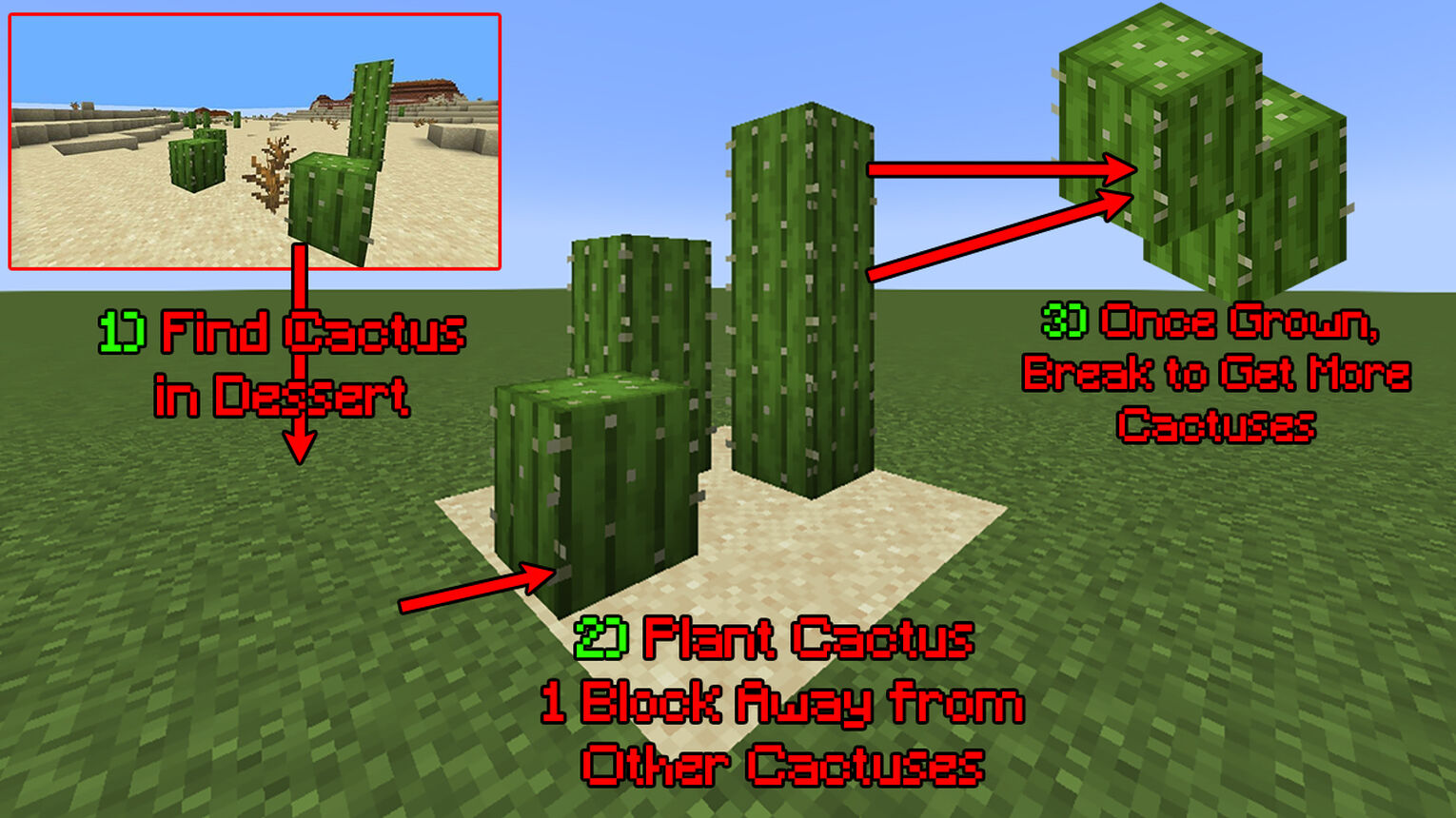 Minecraft How to Grow Cactuses