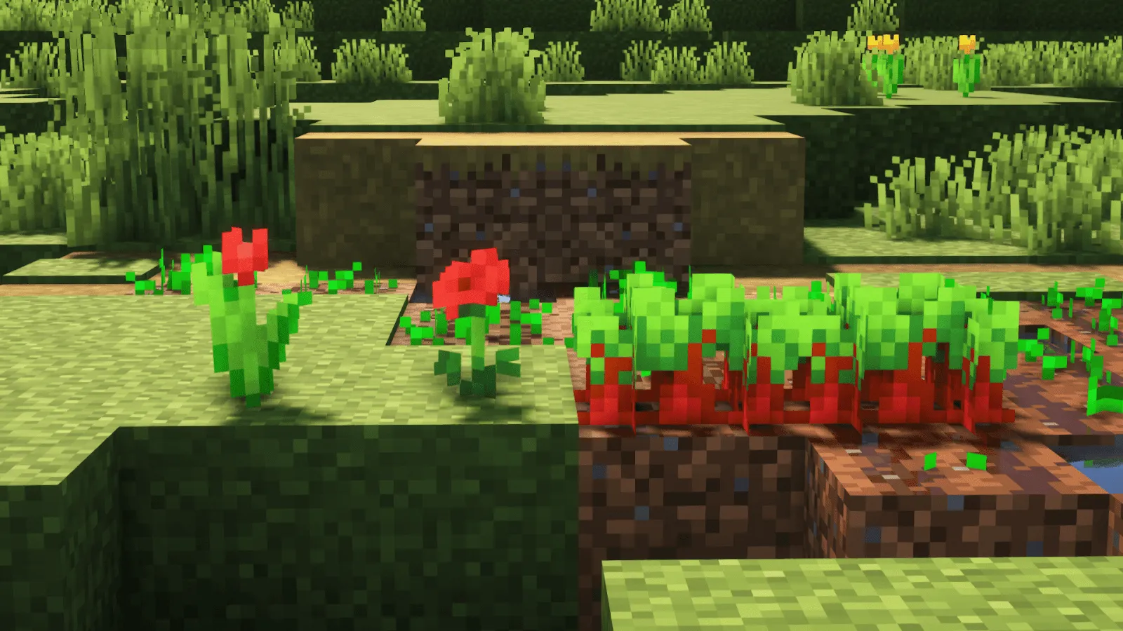 poppy, beetroot, red tulip
