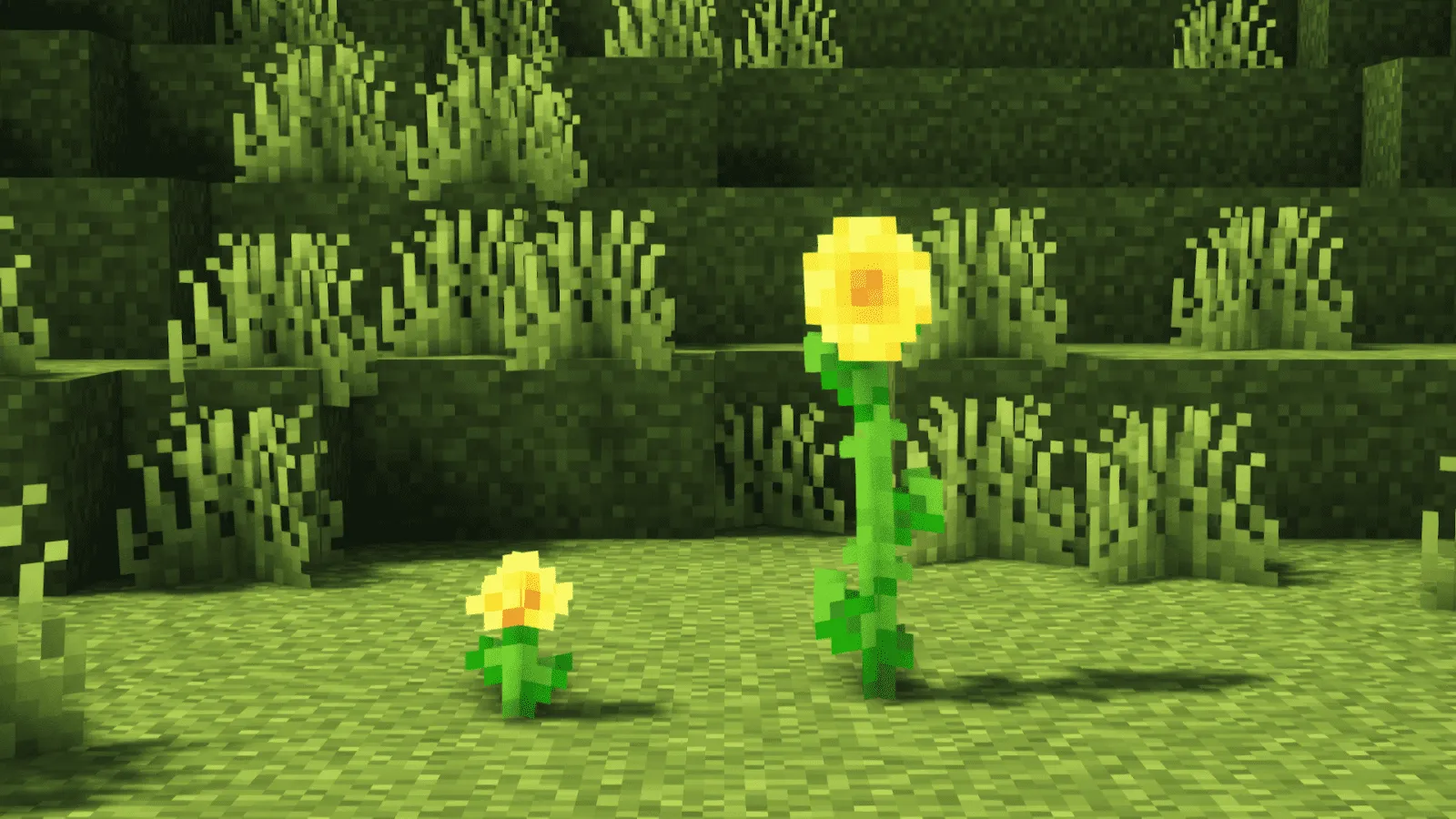 dandelion and sunflower