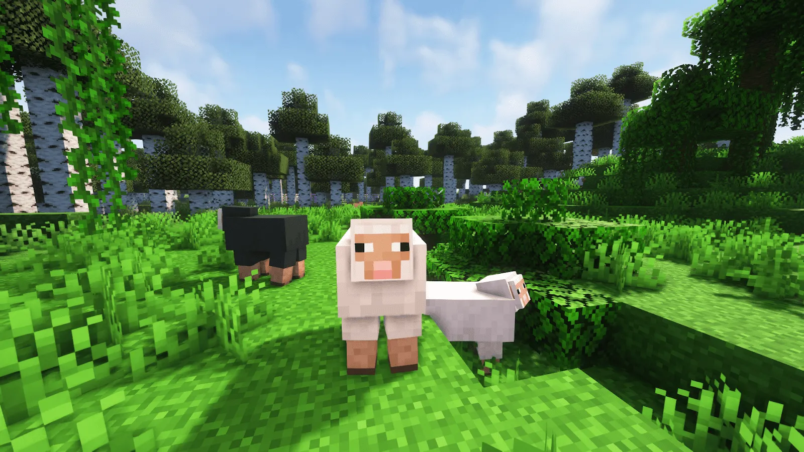white sheeps