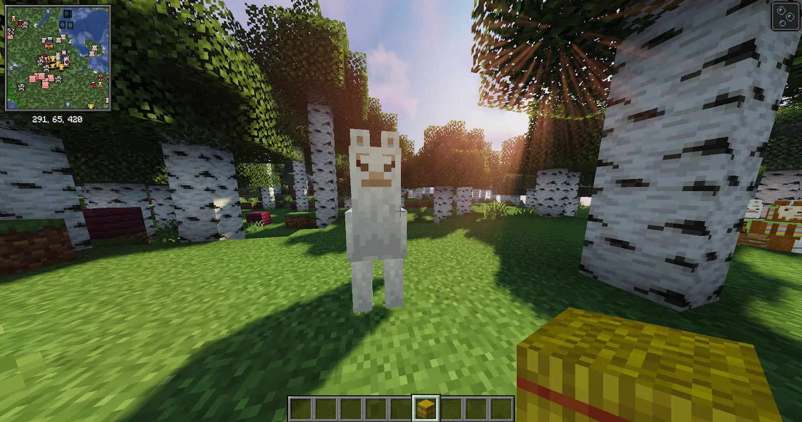 Minecraft Llama looking at character holding a Hay Bale